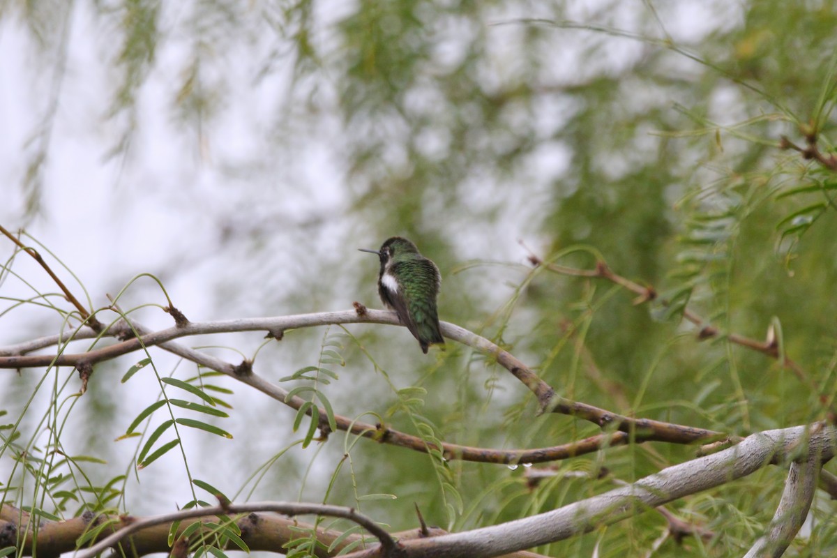 Costa's Hummingbird - ML645903311