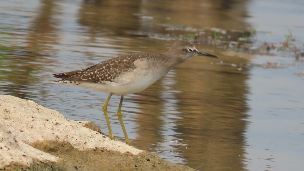 vodouš bahenní - ML645903317