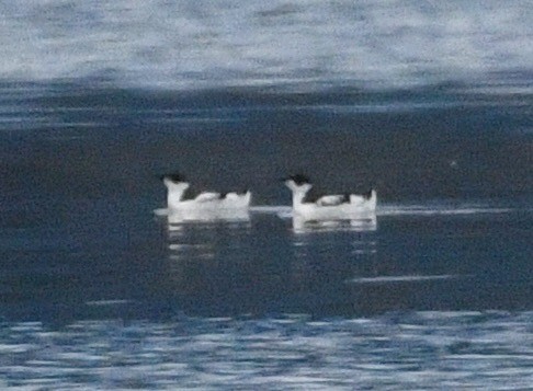 Marbled Murrelet - ML645903320