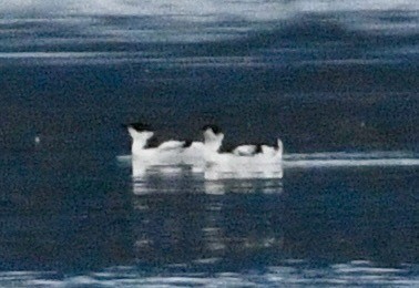 Marbled Murrelet - ML645903321