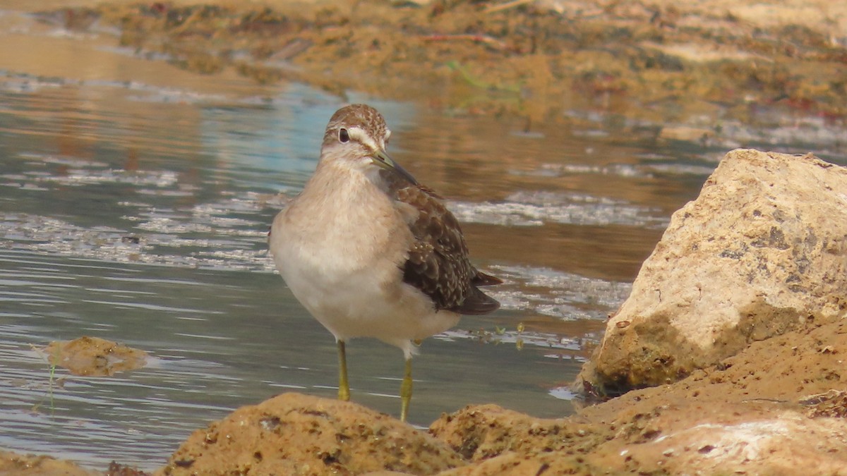 vodouš bahenní - ML645903335