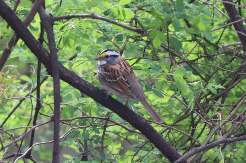 White-throated Sparrow - ML645903337