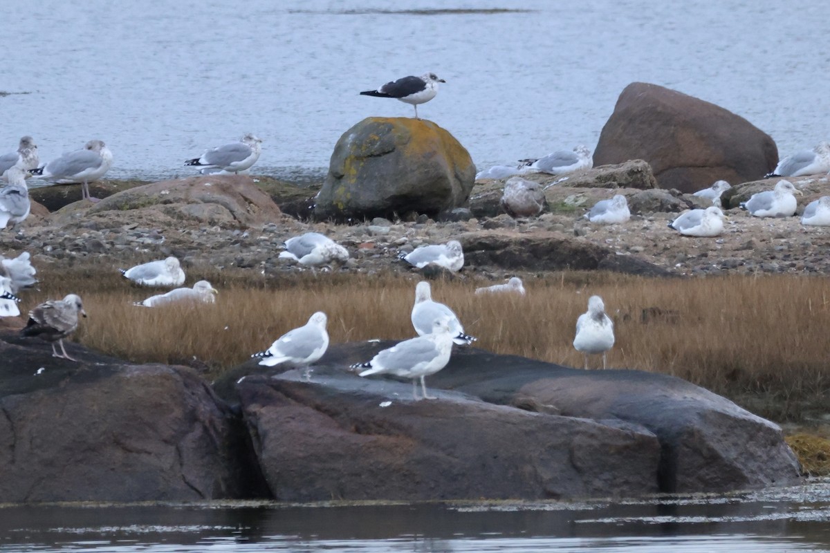Gaviota Sombría - ML645903339