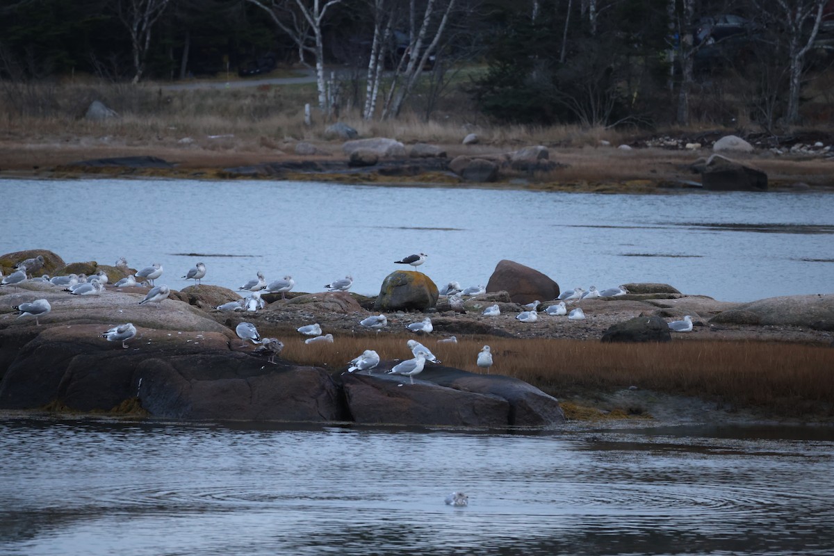 Gaviota Sombría - ML645903340