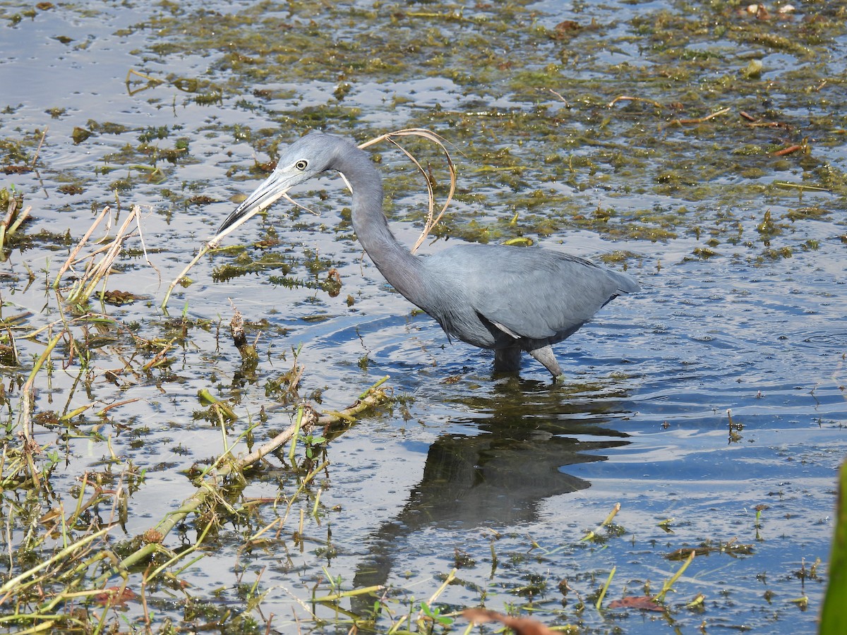 Little Blue Heron - ML645903342