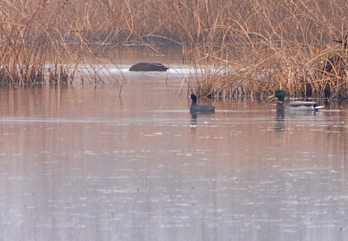 American Coot - ML645903343
