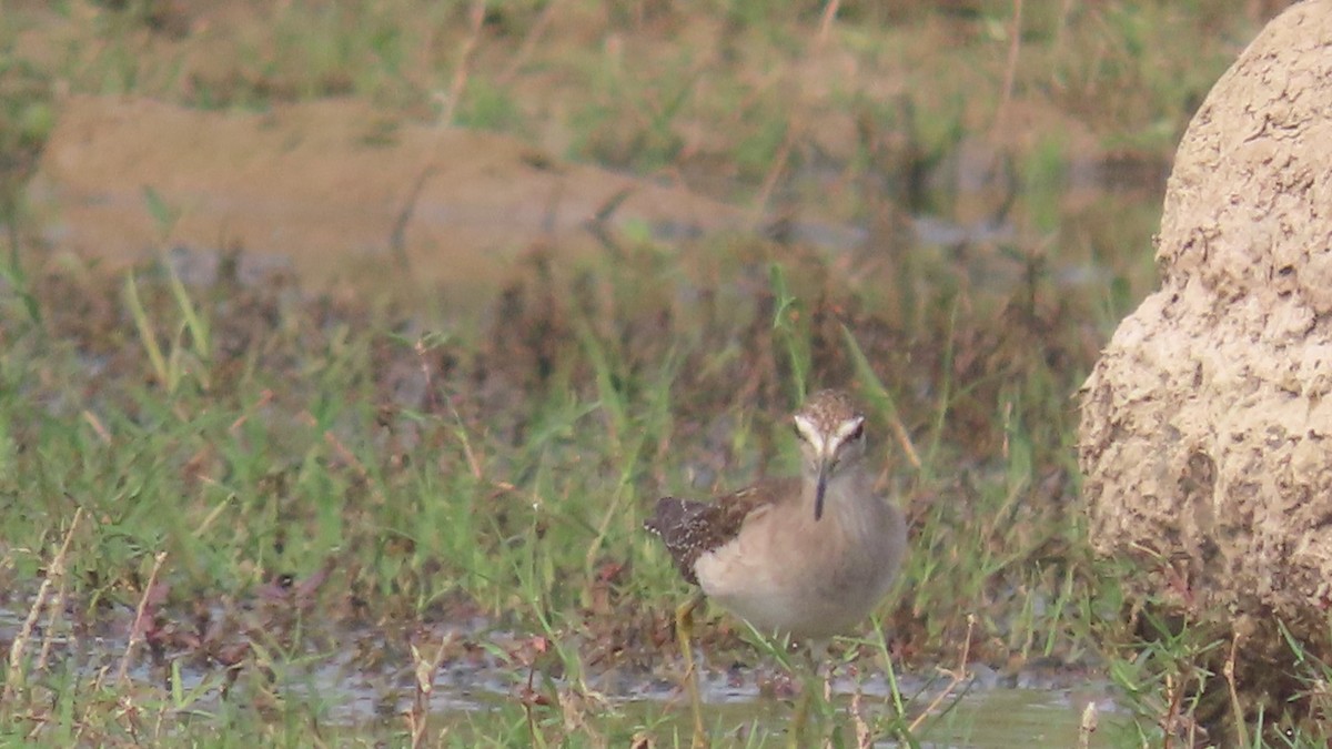 vodouš bahenní - ML645903344