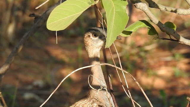Red-crested Bustard - ML645903345