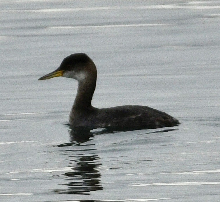 Somormujo Cuellirrojo - ML645903350