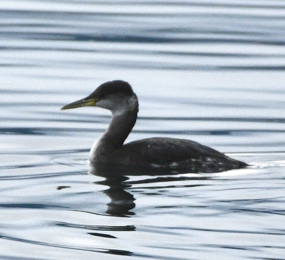 Somormujo Cuellirrojo - ML645903351