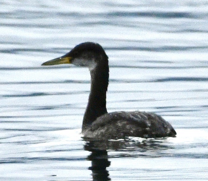 Somormujo Cuellirrojo - ML645903352