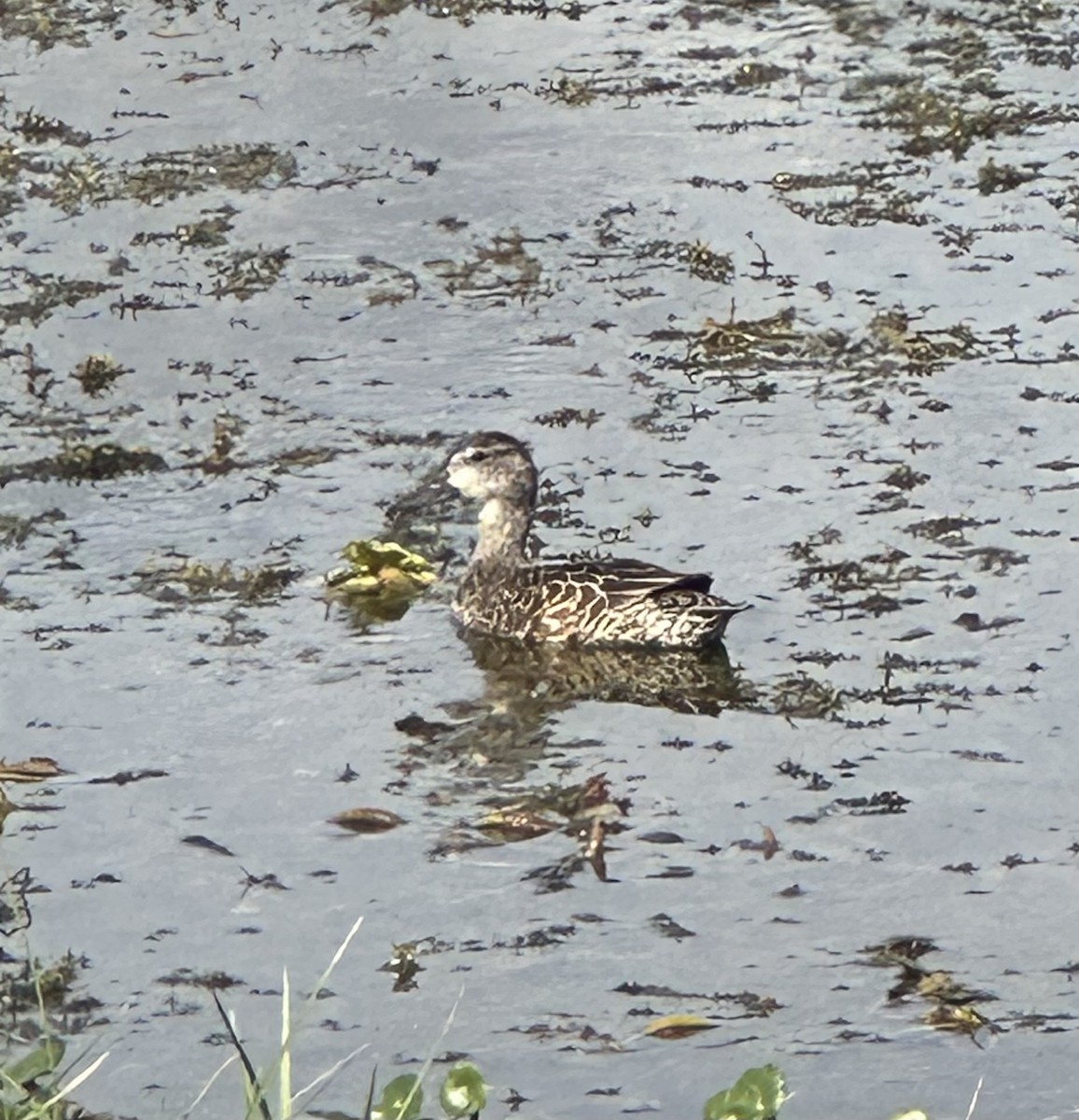 Blue-winged Teal - ML645903370