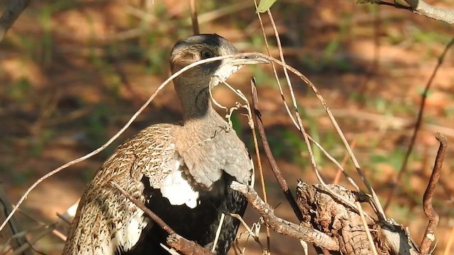 Red-crested Bustard - ML645903371