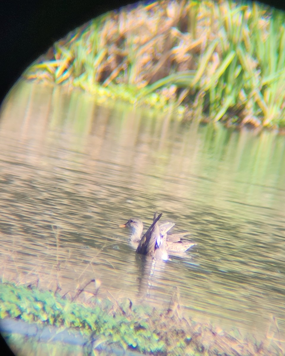 Серая утка - ML645903375