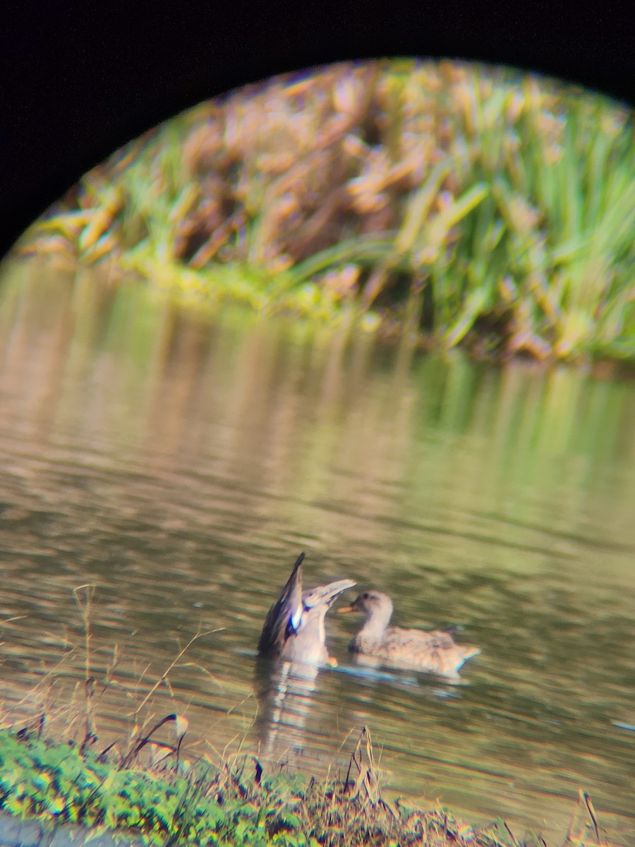 Серая утка - ML645903376