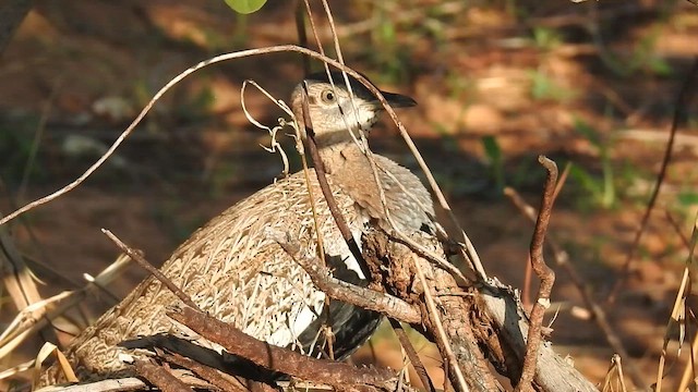 Red-crested Bustard - ML645903381