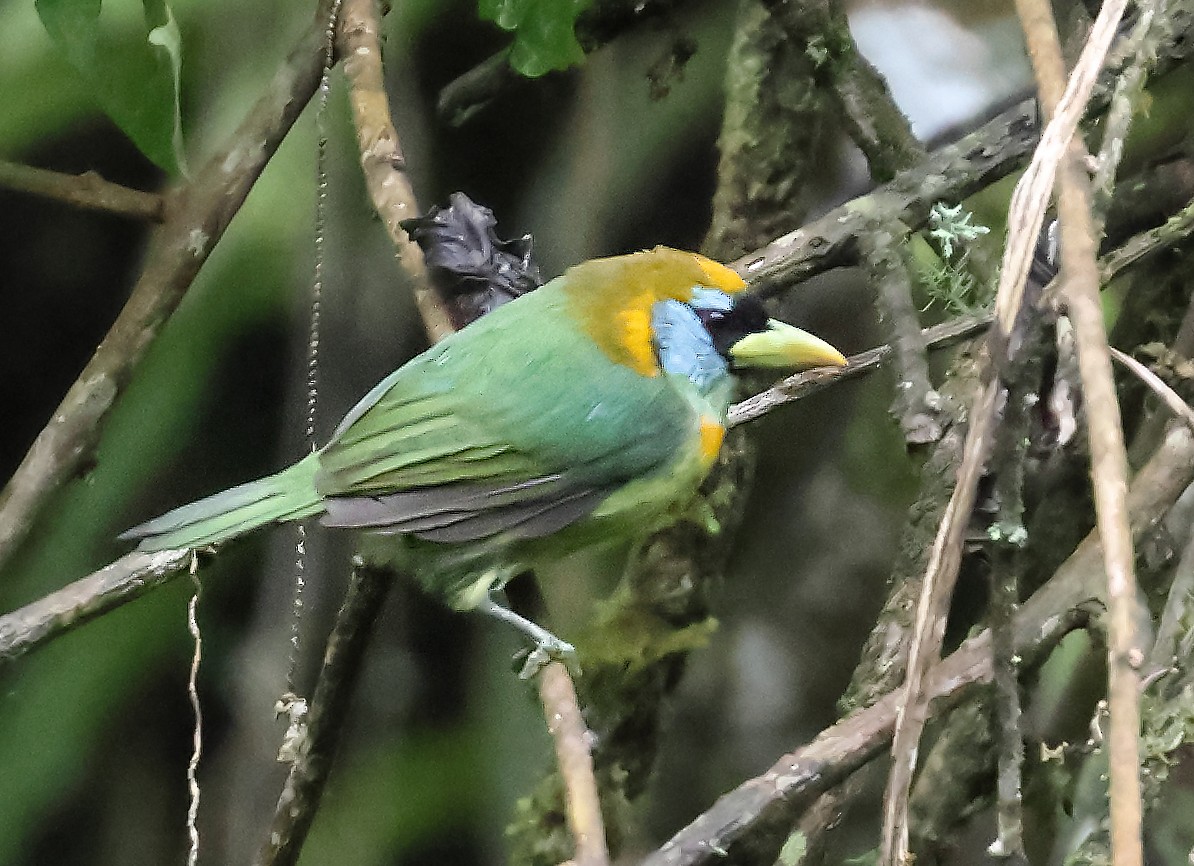 Red-headed Barbet - ML645903408
