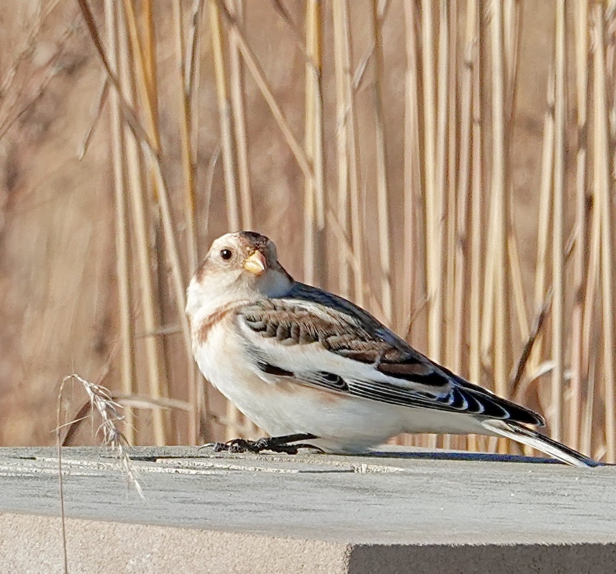 Snow Bunting - ML645903410