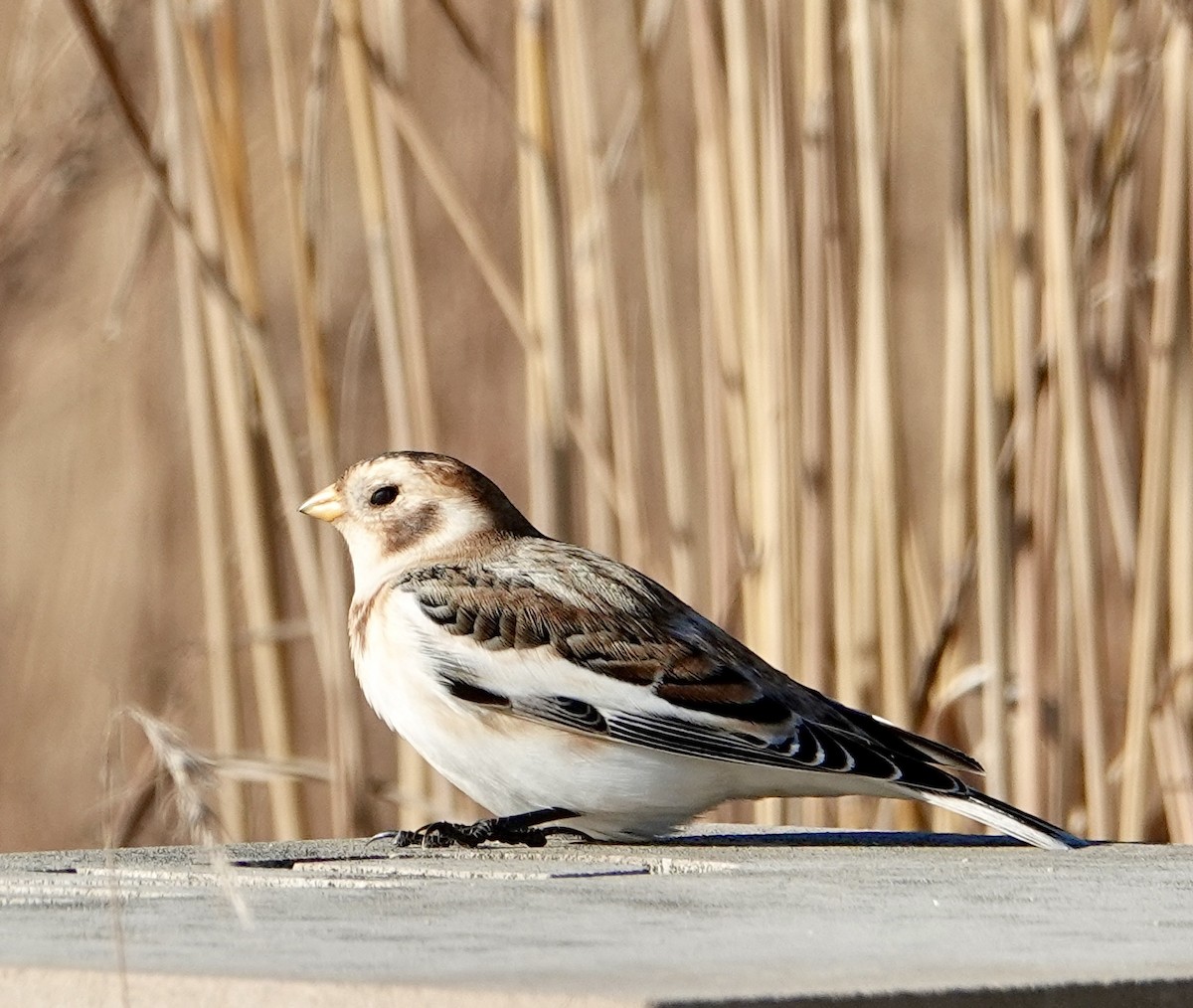 Snow Bunting - ML645903411