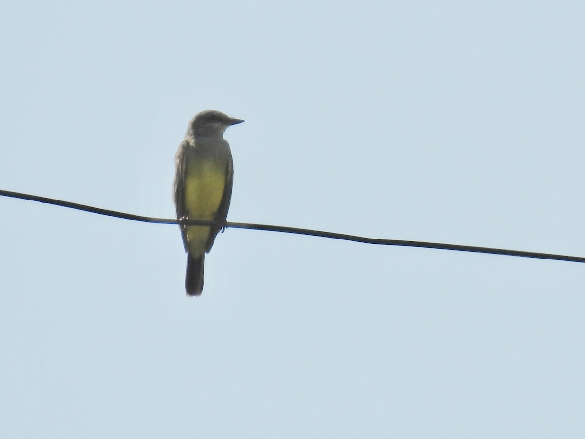 Western Kingbird - ML645903412