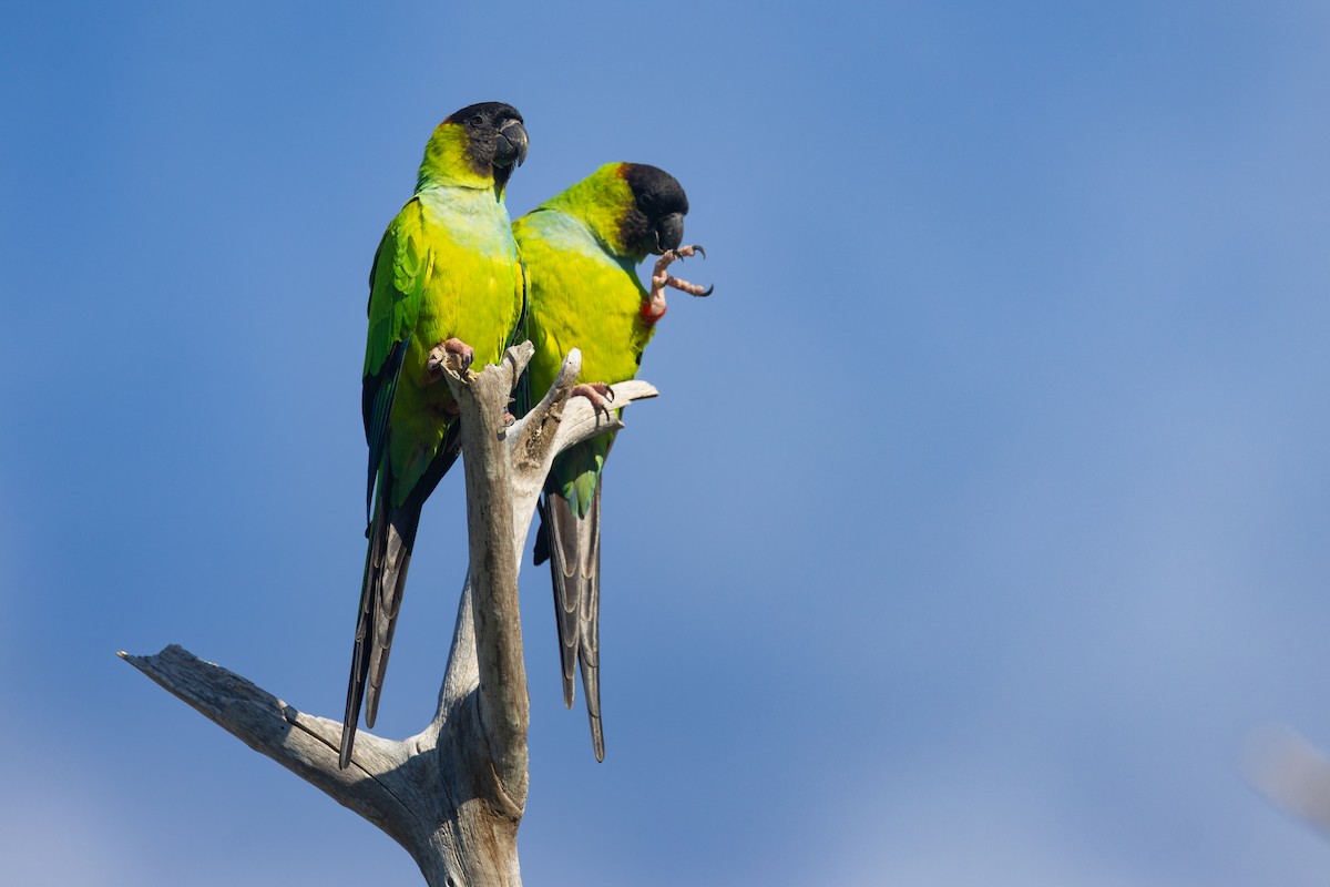 Nanday Parakeet - ML645903416
