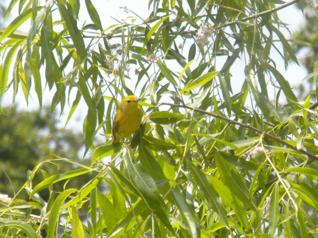 Northern Yellow Warbler - ML645903421
