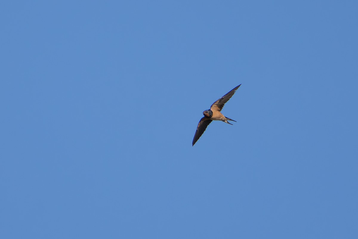 Ластівка сільська - ML645903424