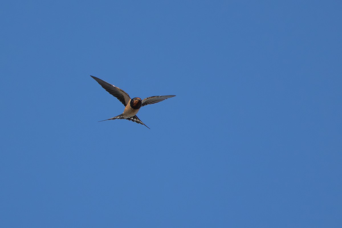 Ластівка сільська - ML645903425