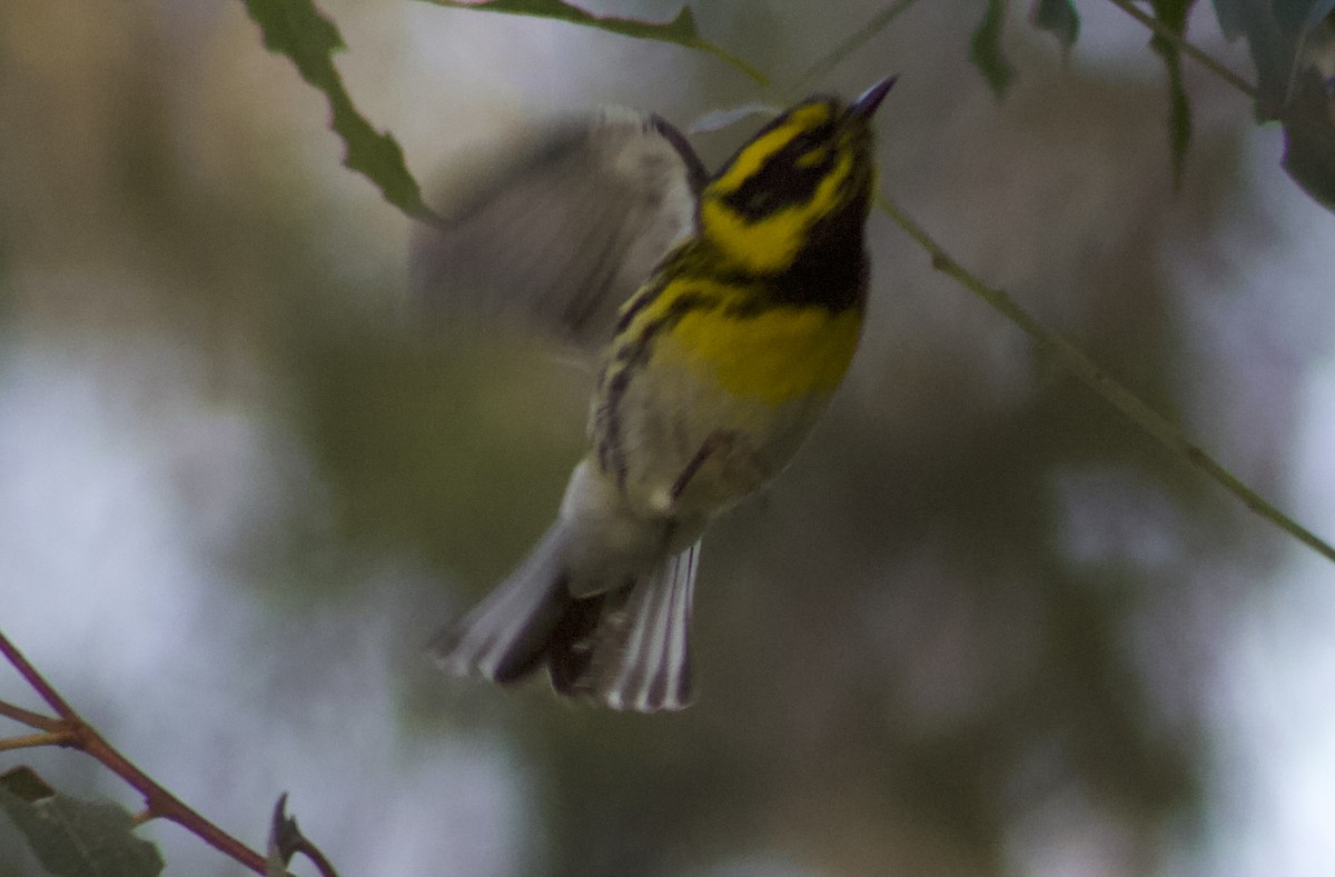 Townsend's Warbler - ML645903427