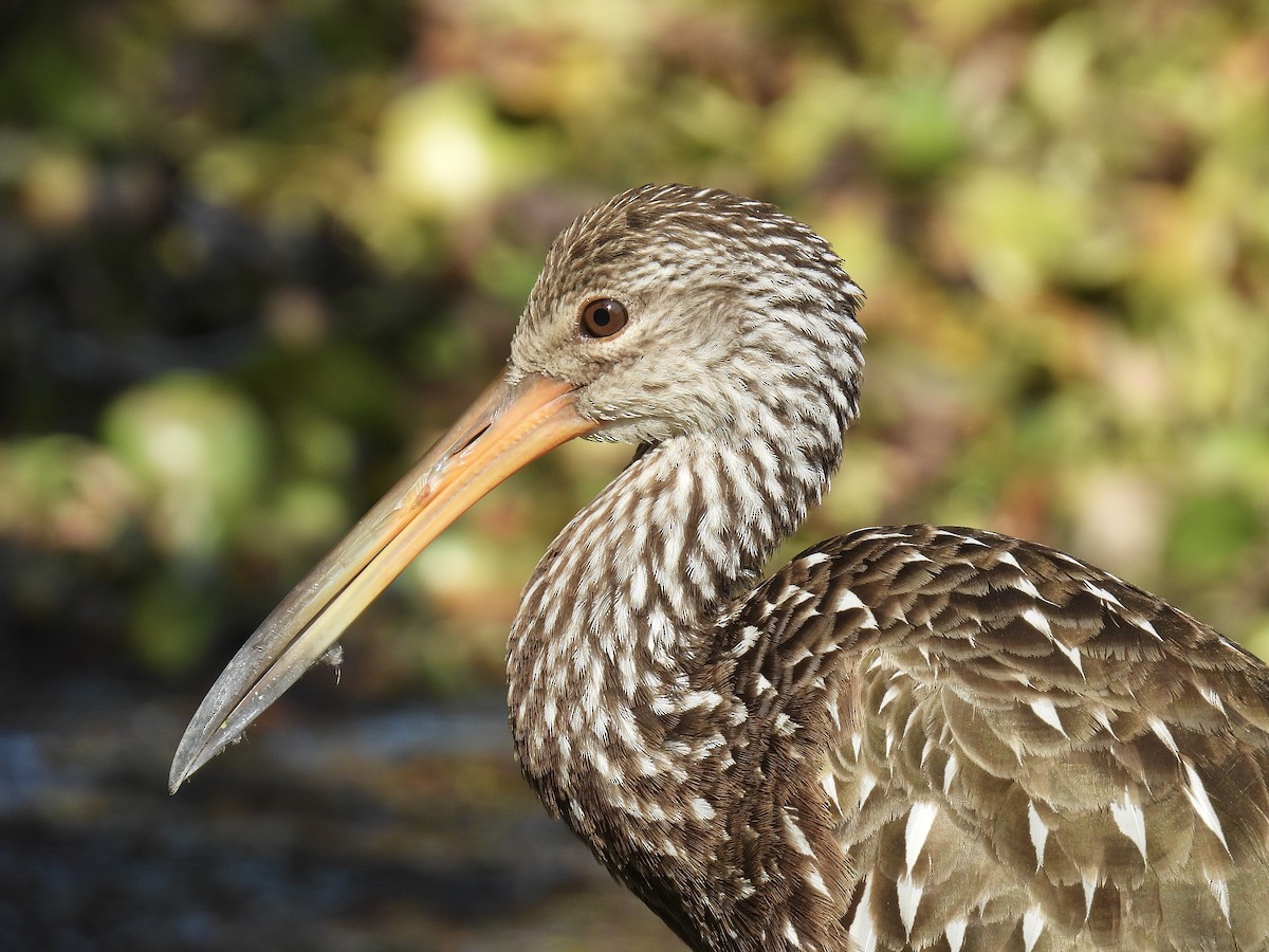Limpkin - ML645903434