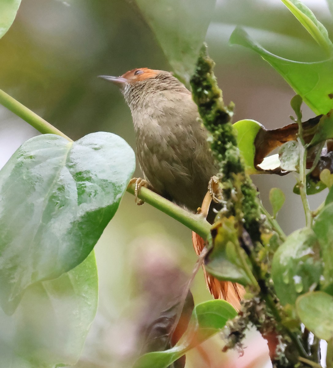 Red-faced Spinetail - ML645903436
