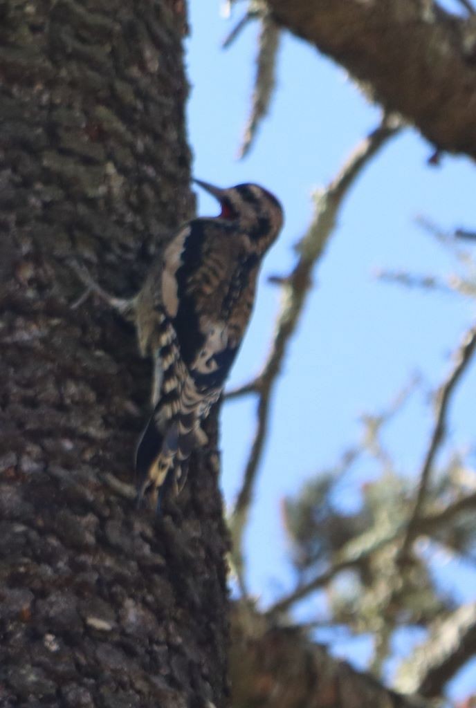 Yellow-bellied Sapsucker - ML645903451