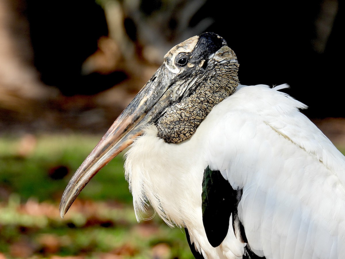 Wood Stork - ML645903453