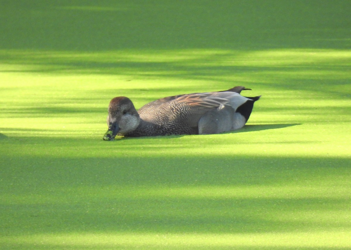 Серая утка - ML645903464