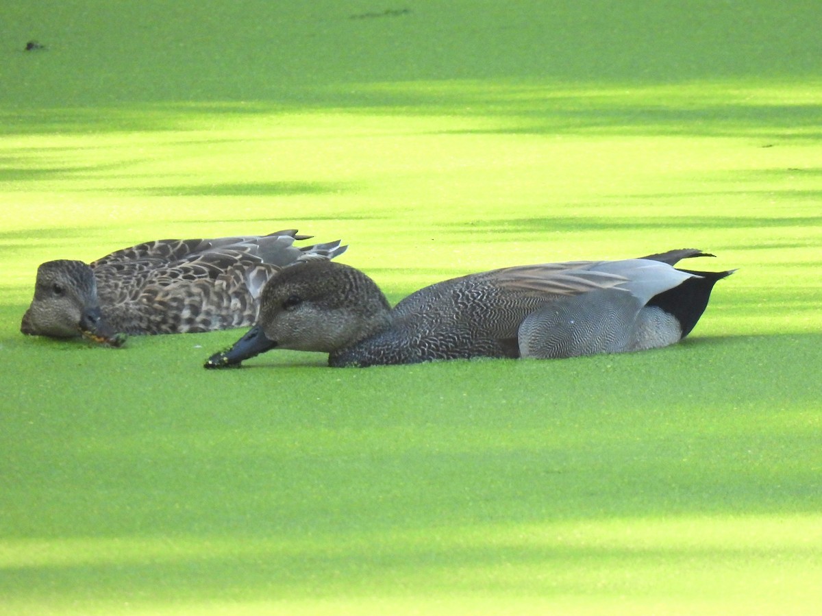 Серая утка - ML645903465