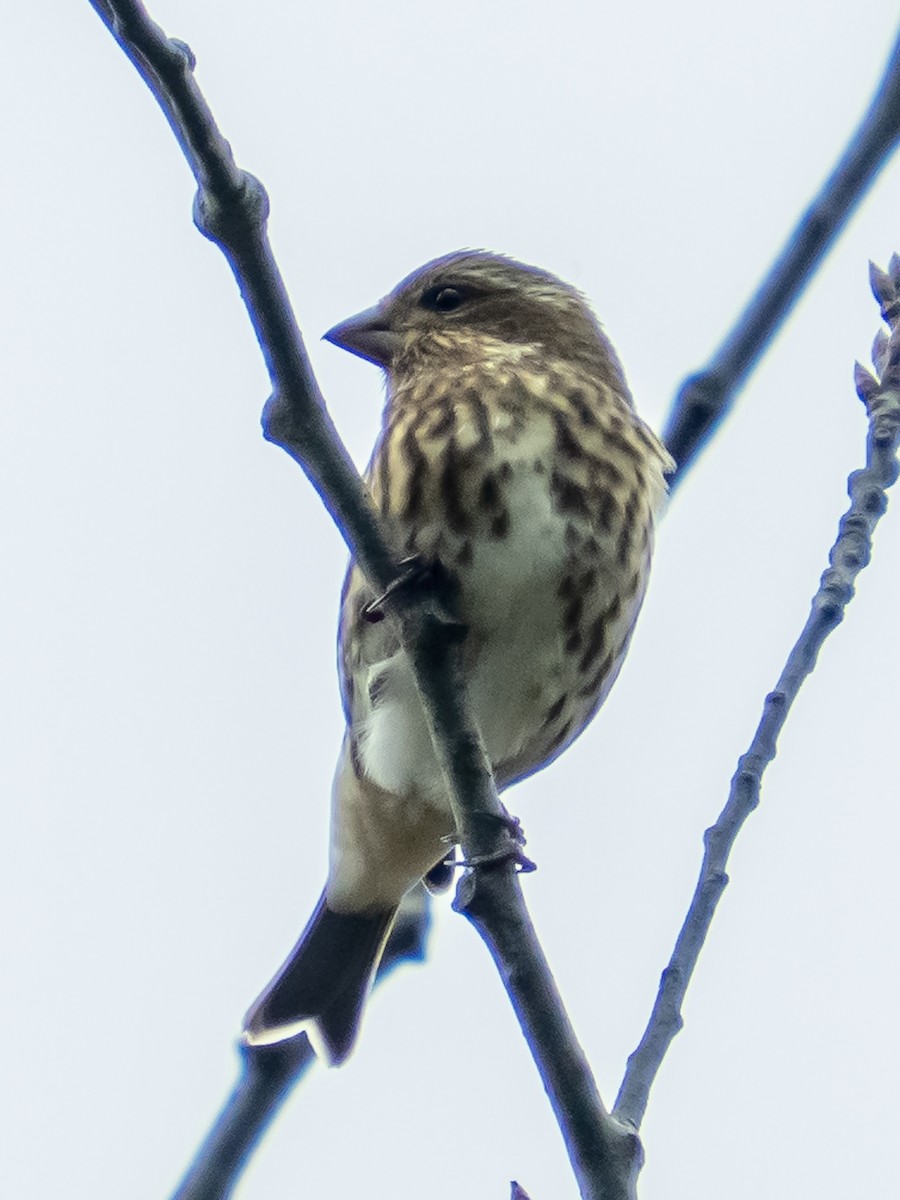 purpurfink - ML645903468