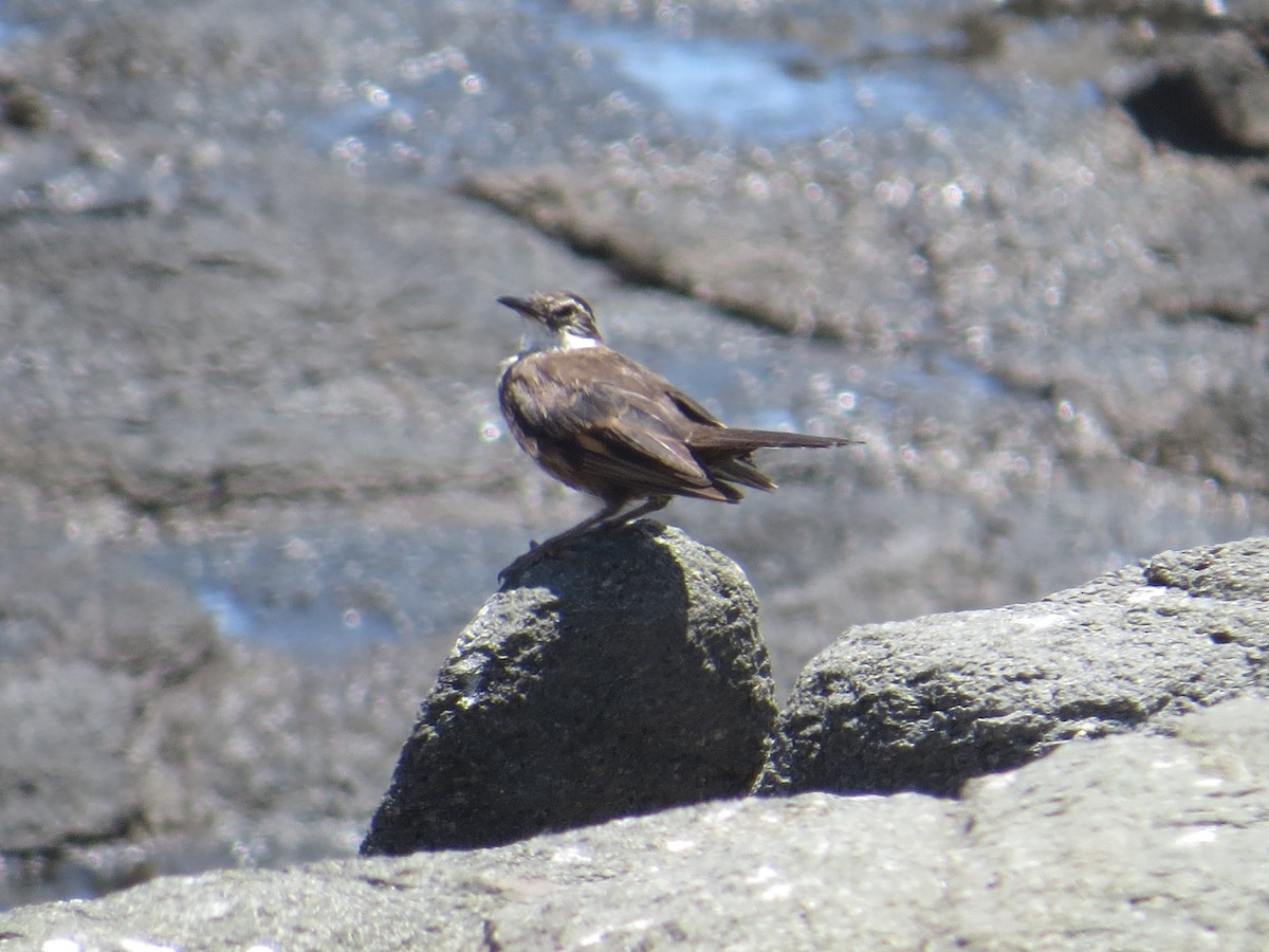 Seaside Cinclodes - ML645903471