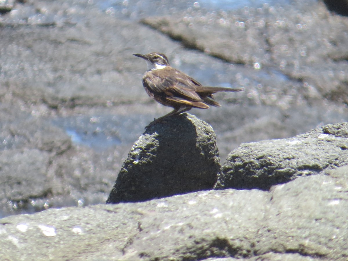 Seaside Cinclodes - ML645903472