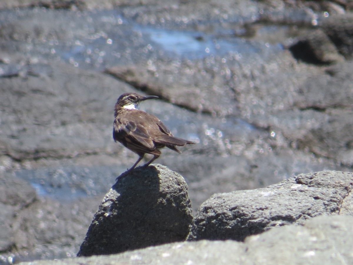 Seaside Cinclodes - ML645903473