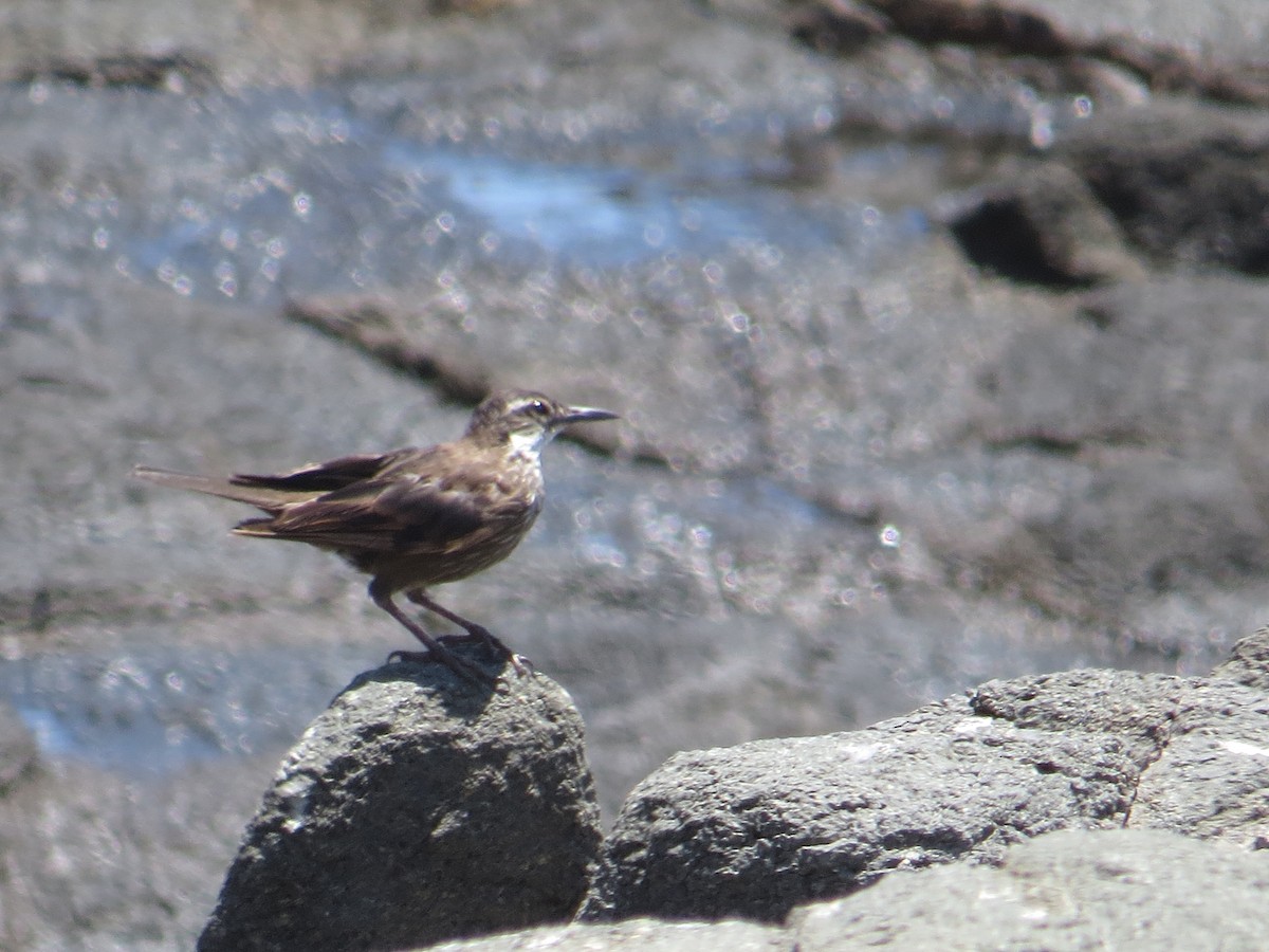 Seaside Cinclodes - ML645903474