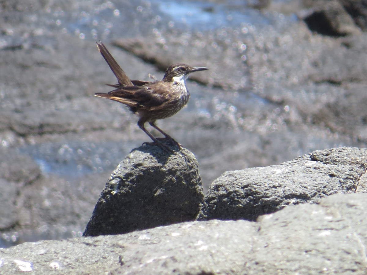 Seaside Cinclodes - ML645903475