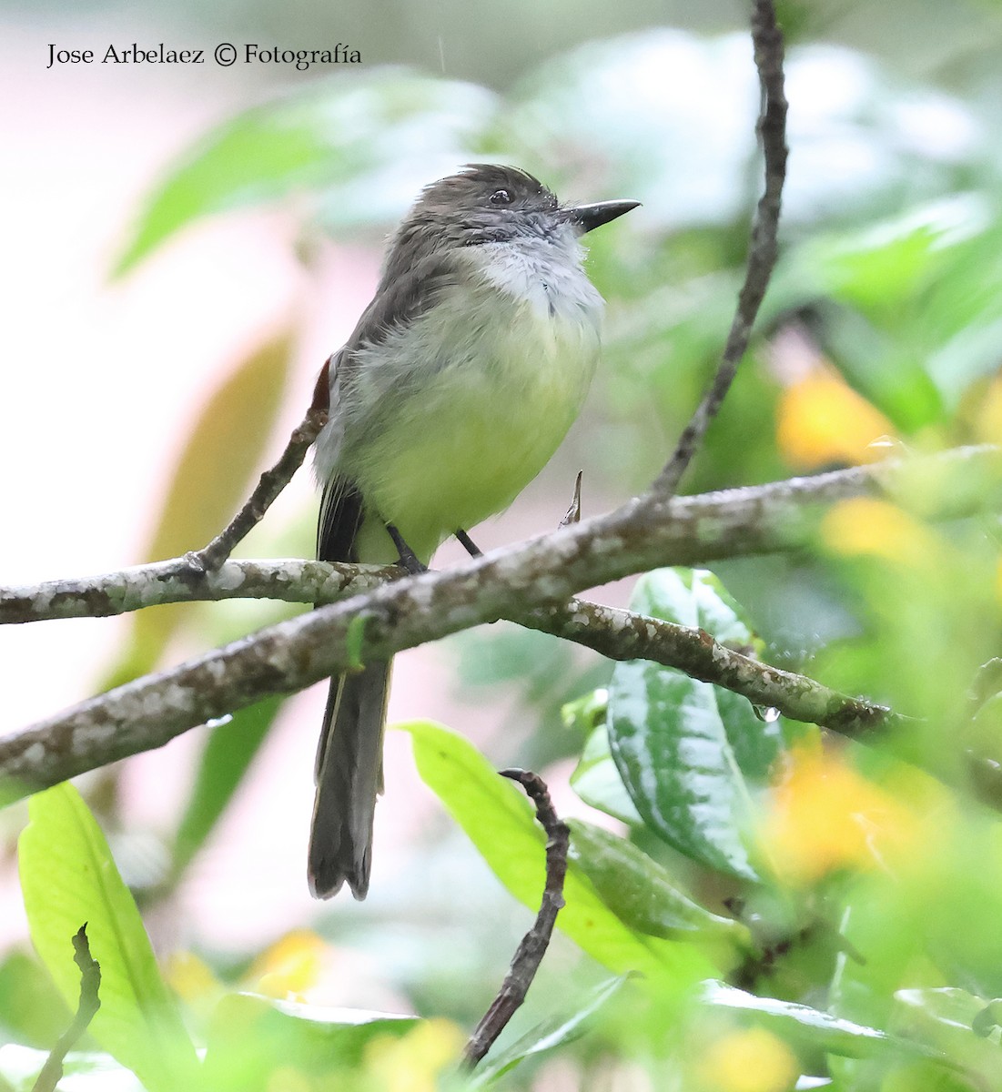 Pale-edged Flycatcher - ML645903482