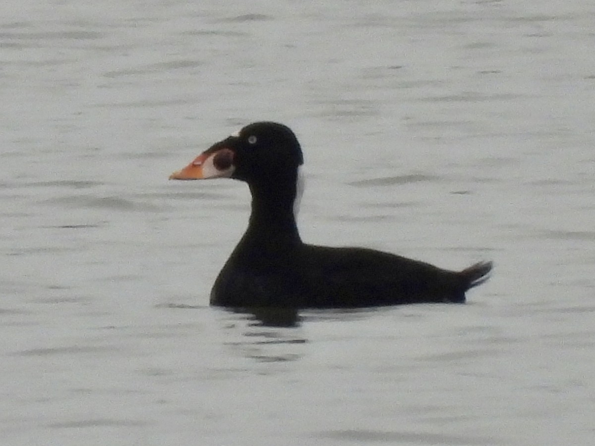 Surf Scoter - ML645903484
