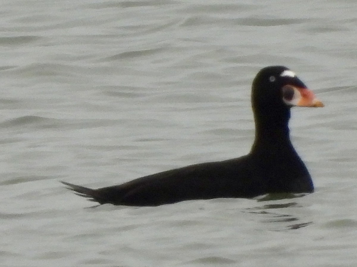 Surf Scoter - ML645903485