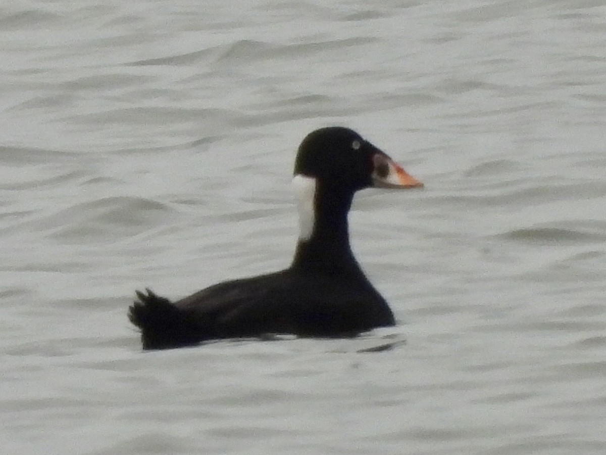 Surf Scoter - ML645903486