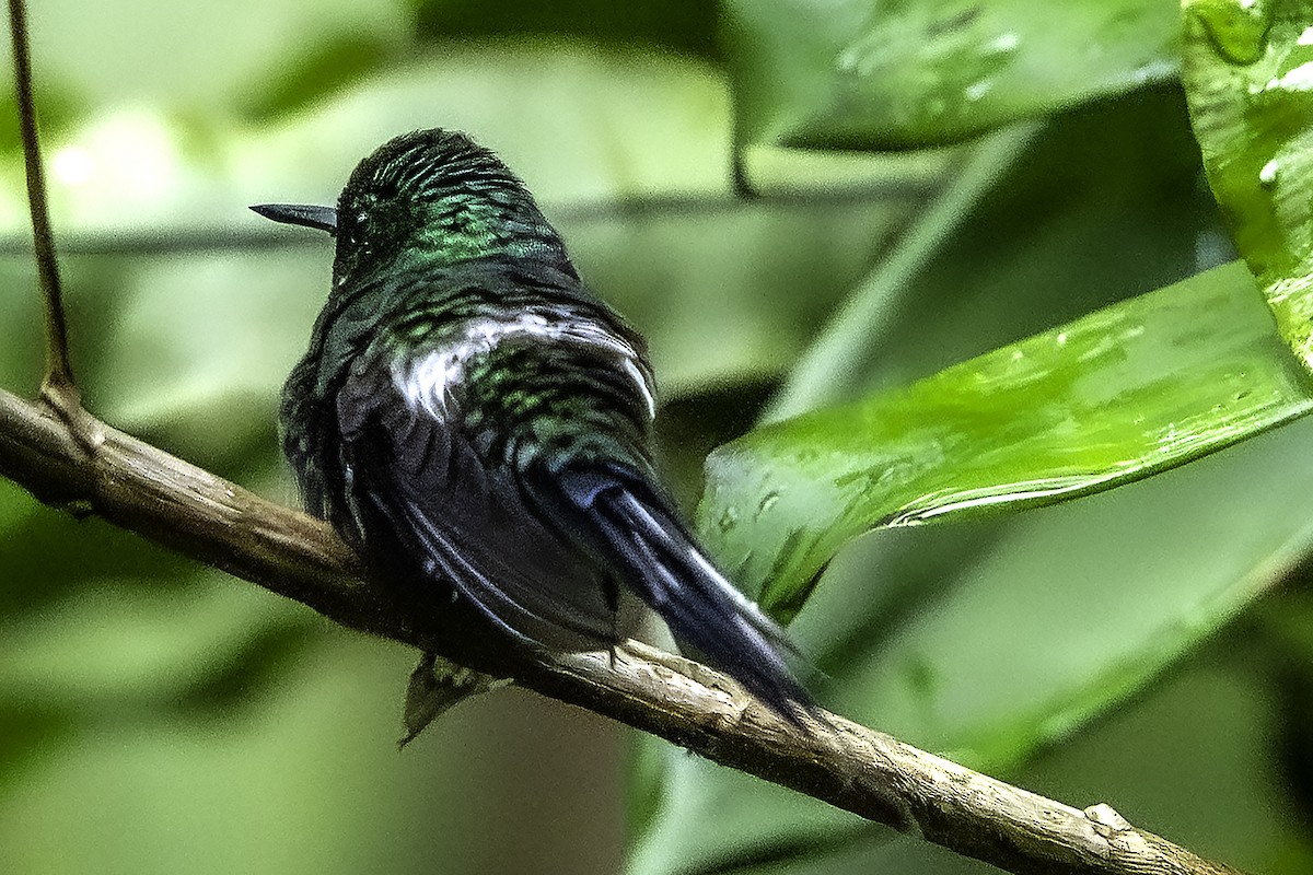 Green Thorntail - ML645903490