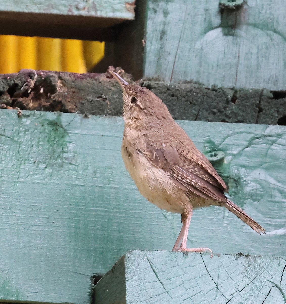 Southern House Wren - ML645903517