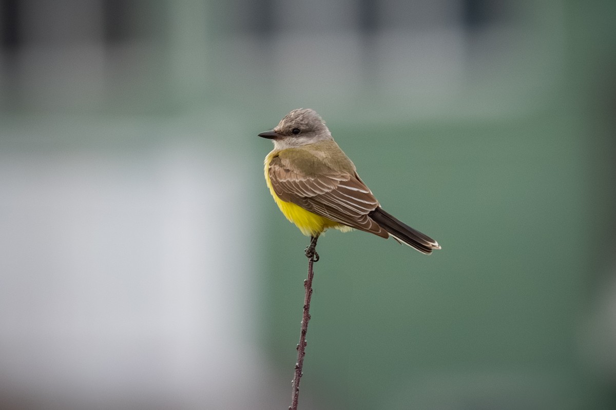 Western Kingbird - ML645903519