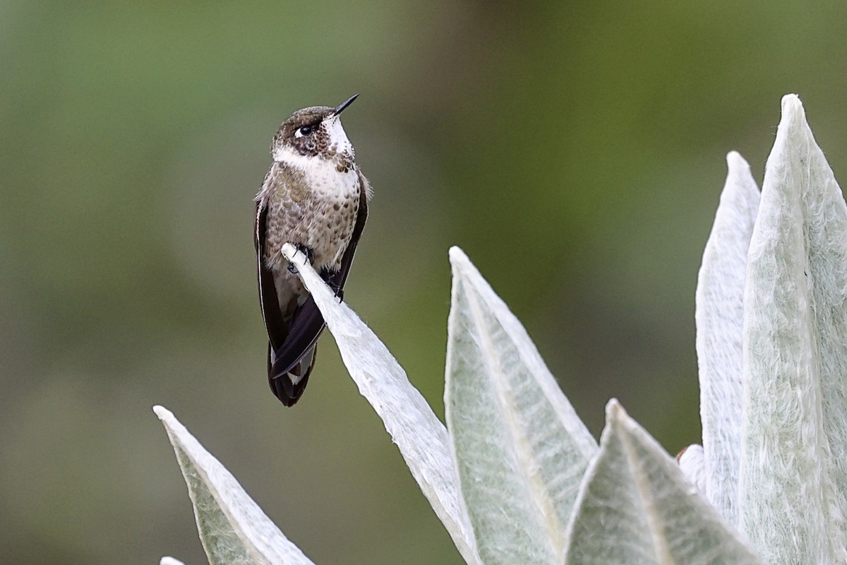 Green-bearded Helmetcrest - ML645903520