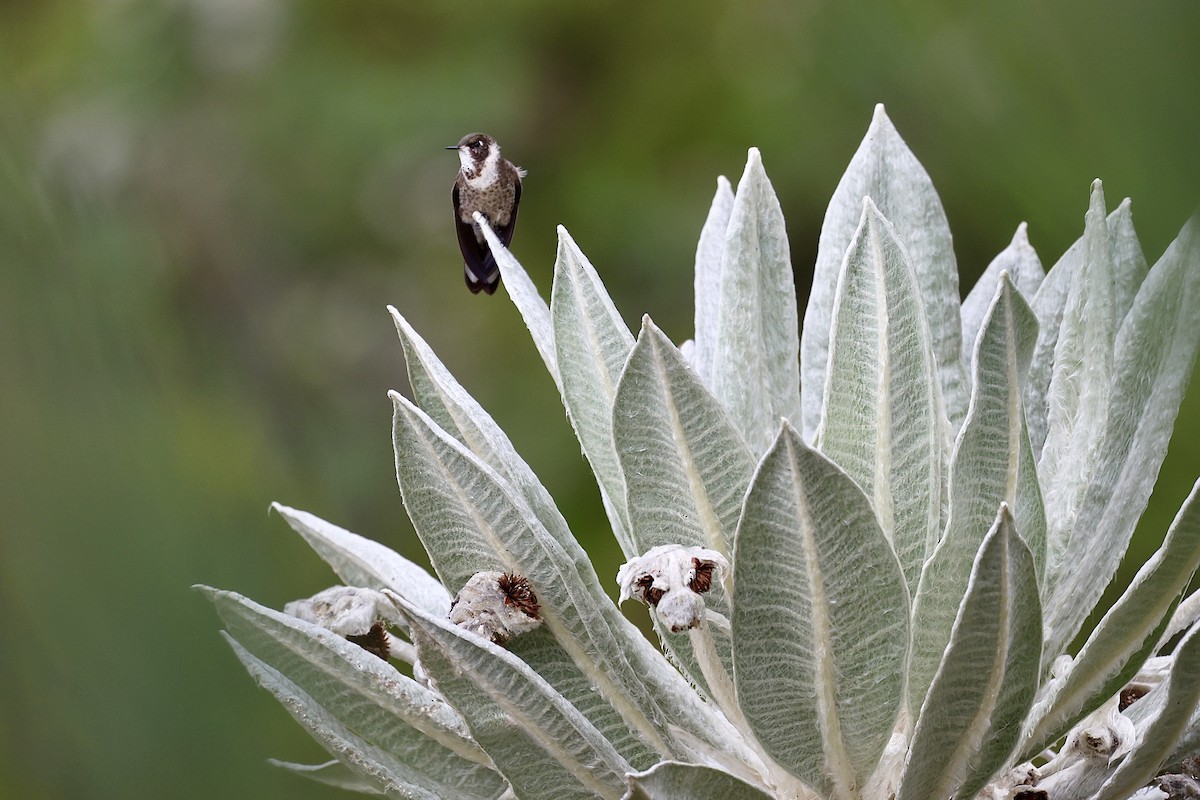 Green-bearded Helmetcrest - ML645903521
